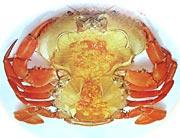 yellowoilcrab