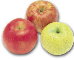 food-tt-fruit-20000105c01.jpg (15970 bytes)