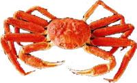 snowcrab