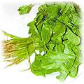 food-edible-amaranth.jpg (8106 bytes)