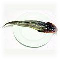 food-fish-flathead.jpg (3212 bytes)